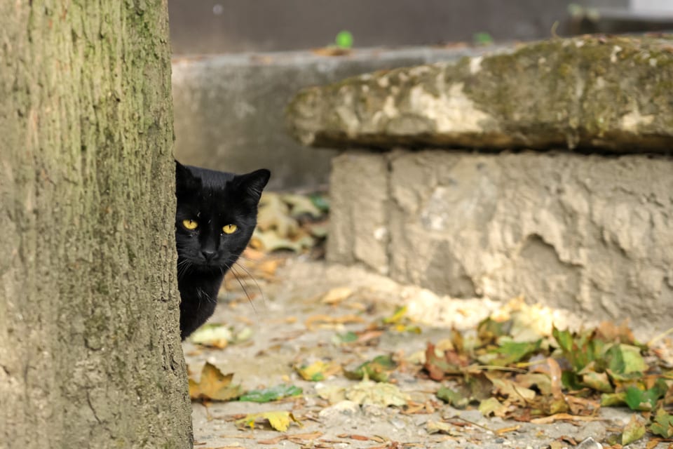 Black cat peeking around a tree trunk.