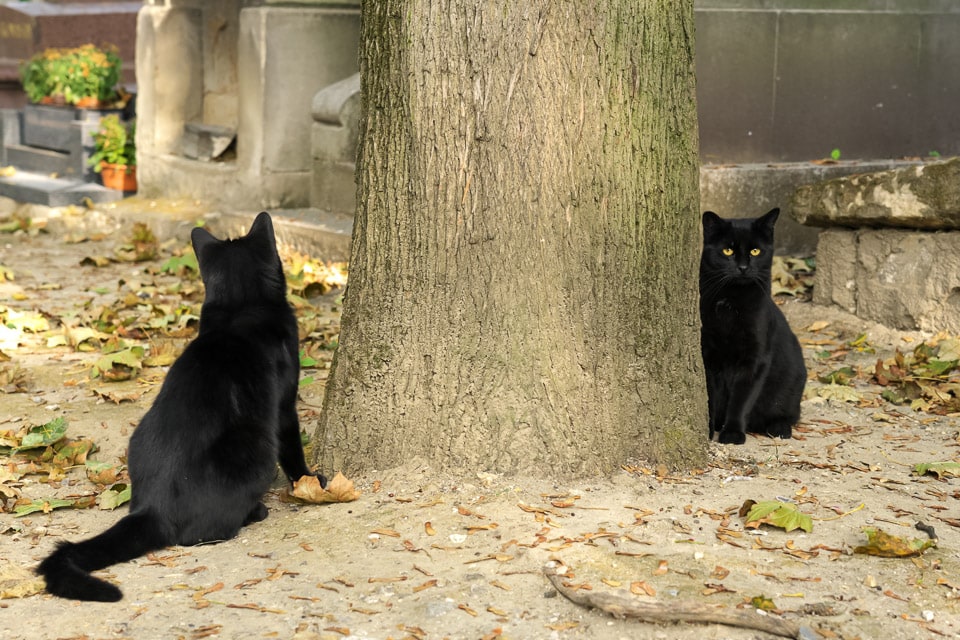 Two black cats sitting beside a tree trunk.