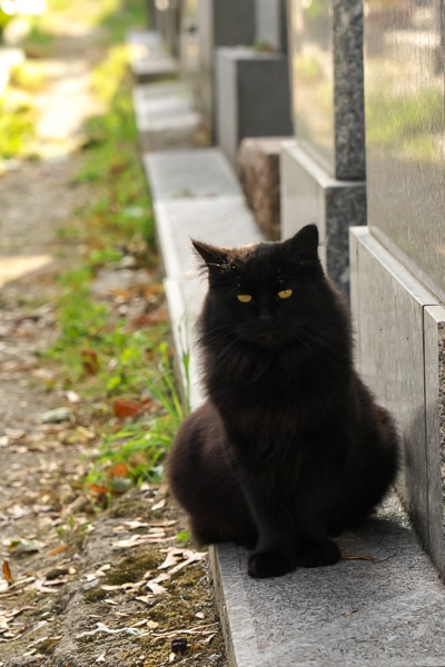 Black cat in Montmartre Cemetery sitting in front of a tombstone.