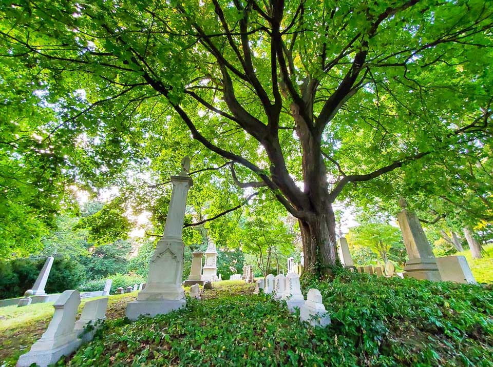 Tombstones under a tree.