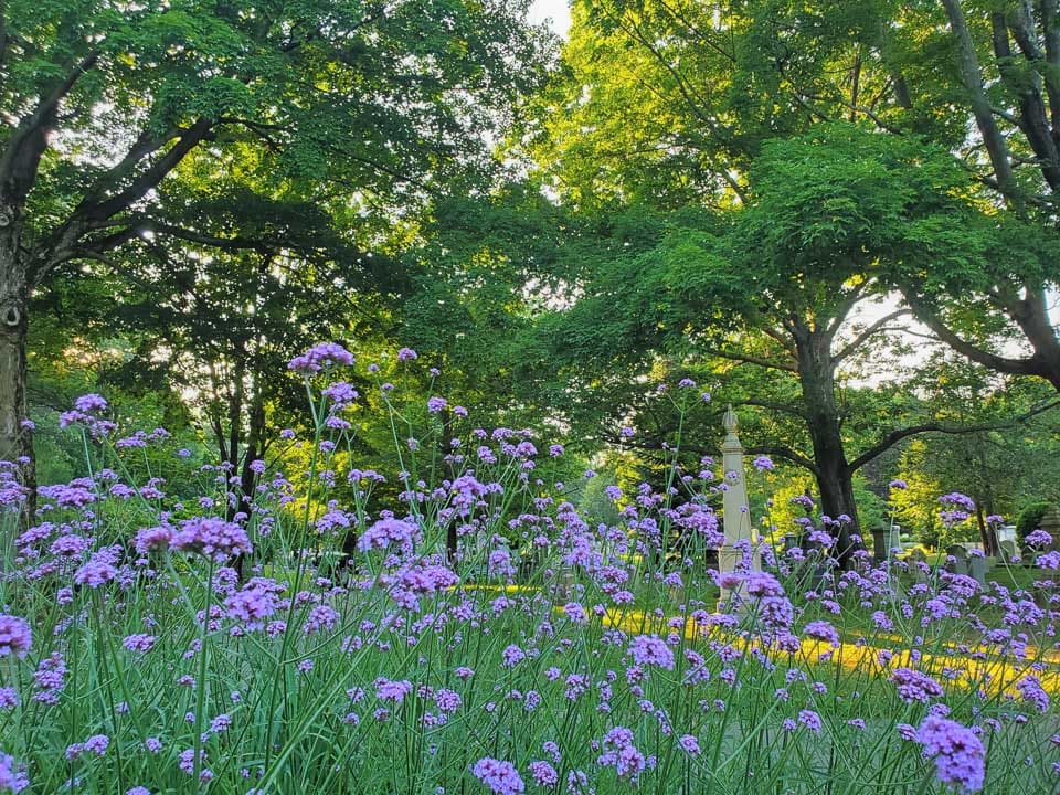 Purple flowers with trees and a memorial in the background.