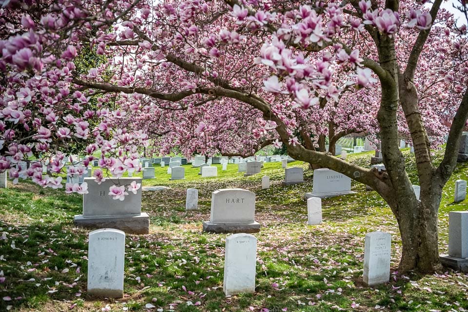 Cherry blossom tree besides some graves.