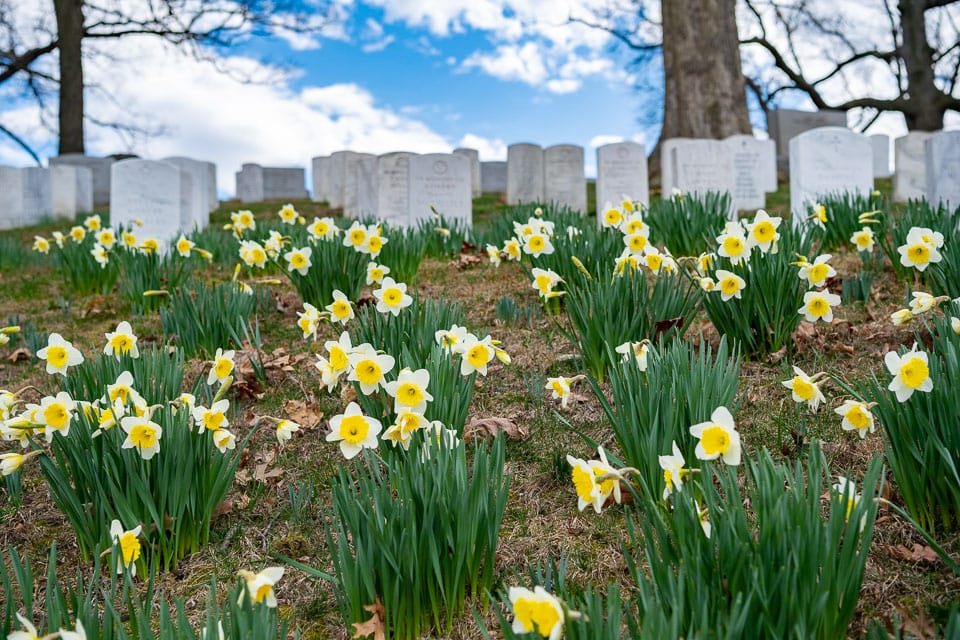 Daffodils growing in front of graves.