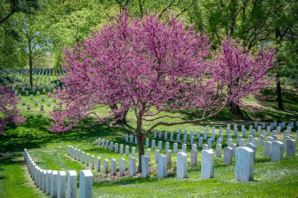 Pink blossoming tree and tombstones in Arlington National Cemetery.
