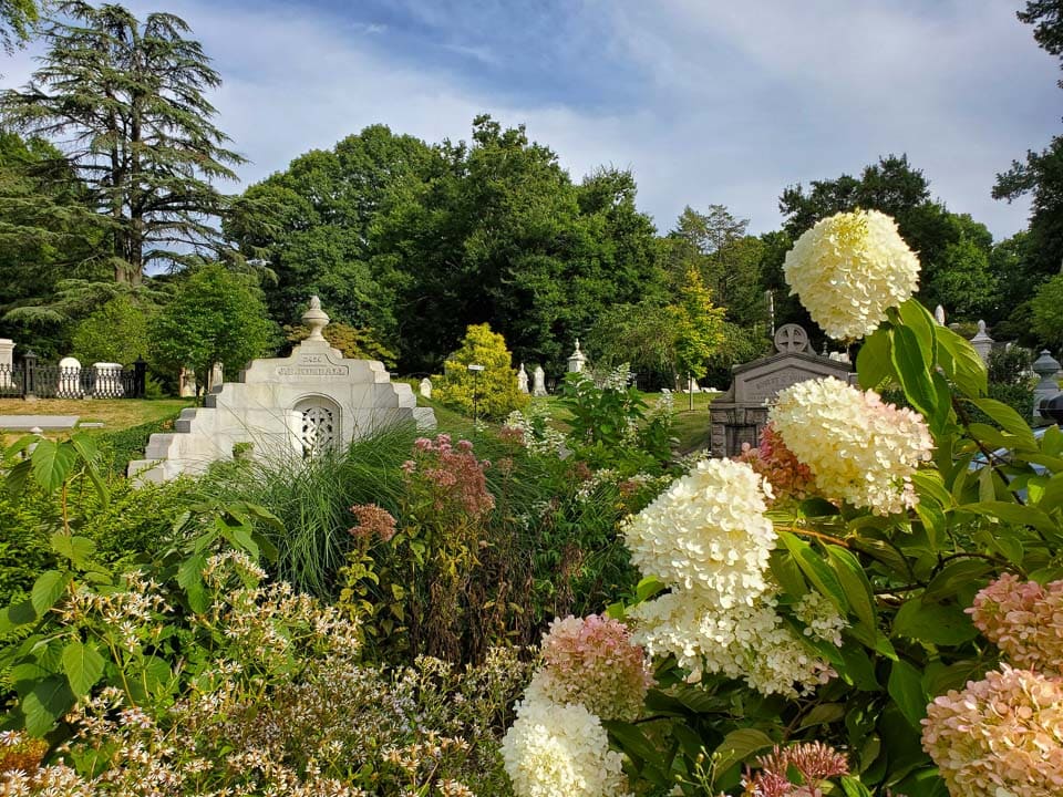 Mount Auburn Cemetery garden- hydrangeas with memorials in the background.