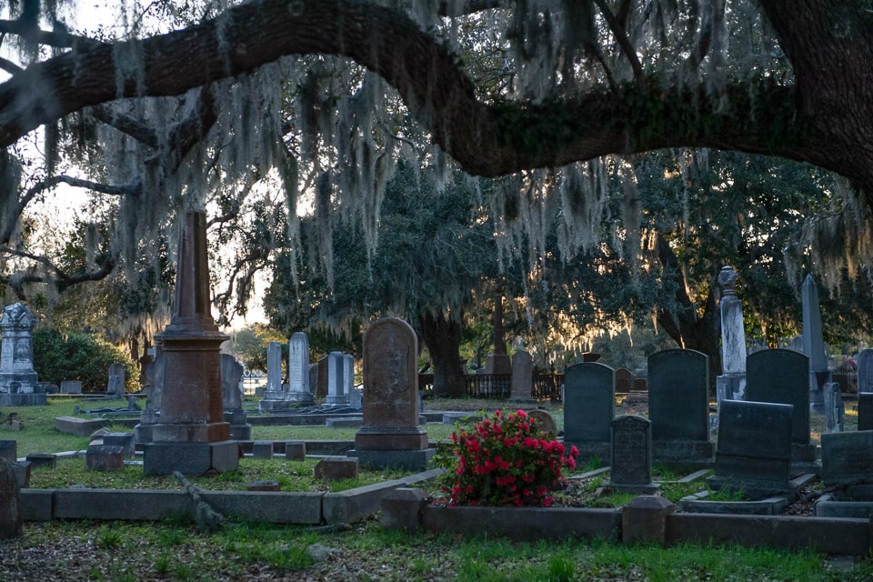 Graves in Magnolia Cemetery shaded by moss-covered oak trees.