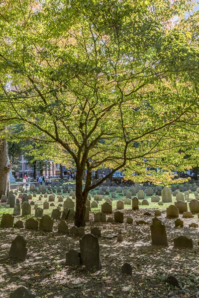 Gravestones in the shade under a tree.