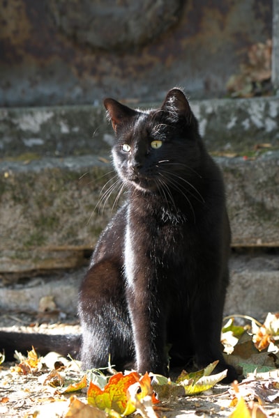 Black cat in Montmartre Cemetery in Paris.