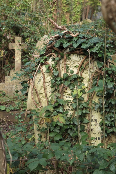 Ivy and vines covering a tombstone.