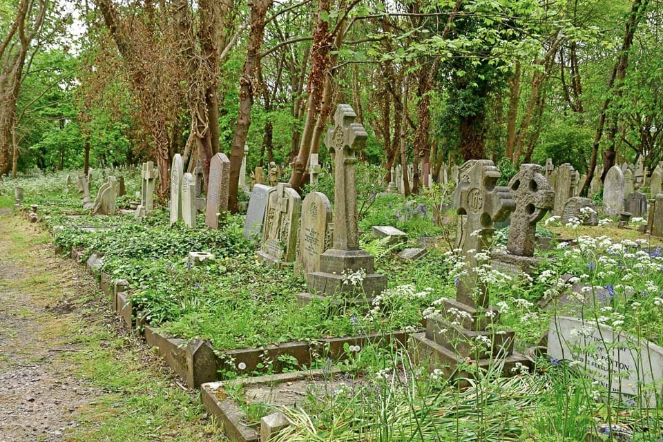 Trees and plants growing among the graves in Highgate Cemetery.